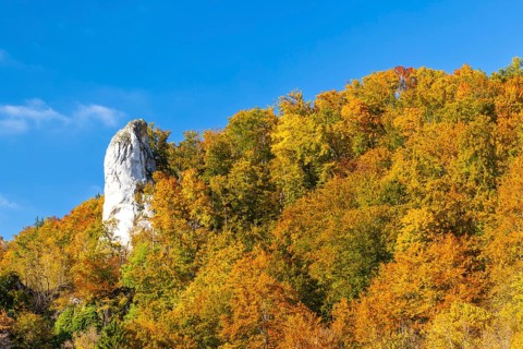 Rock needle in mixed forest in autumn colours, limestone rock, autumn, Danube valley, Upper Danube