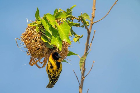 Village weaver (Ploceus cucullatus, Textor cucullatus) at the nest, also Textor weaver, Uganda