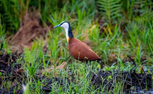Blue-fronted Jacamar Sandgrouse (Actophilornis africanus), Mabamba Swamp, Lake Victoria, Uganda