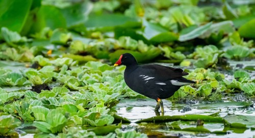 Moorhen (Gallinula Chloropus), bird walking on water lily leaf, foraging, Mabamba Swamp, Lake