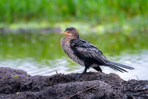 Reed Cormorant (Phalacrocorax africanus), juvenile bird on the shore, Mabamba Swamp, Lake Victoria,