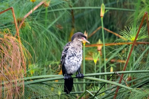 Reed Cormorant (Phalacrocorax africanus), young bird sitting on papyrus, Mabamba Swamp, Lake