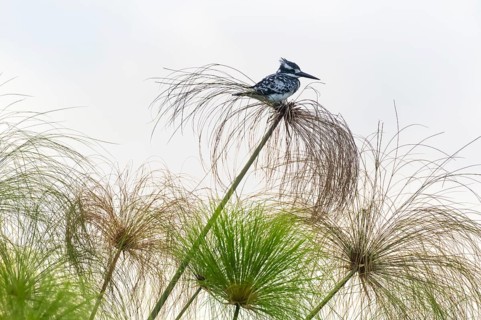 Grey Kingfisher (Ceryle rudis) bird sitting on papyrus, Mabamba Swamp, Lake Victoria, Uganda