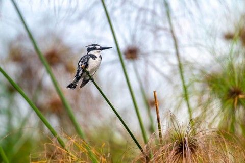 Grey Kingfisher (Ceryle rudis) bird sitting on papyrus stalk, Mabamba Swamp, Lake Victoria, Uganda