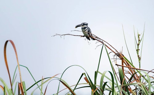 Grey Kingfisher (Ceryle rudis), with prey fish in its beak, sitting on reeds, Mabamba Swamp, Lake