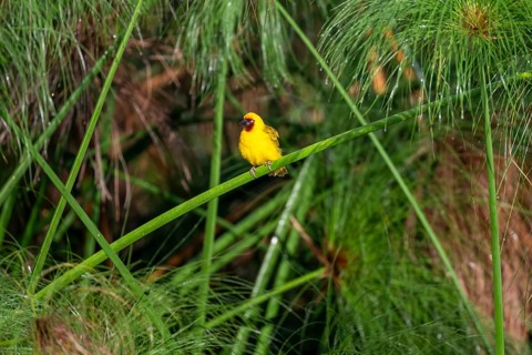 Reed weaver (Ploceus castanops), bird sitting on papyrus stalk, Mabamba Swamp, Lake Victoria,
