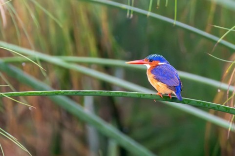 Crested Pygmy Kingfisher (Corythornis scalloped ribbonfish), bird sitting on papyrus stalk, Mabamba