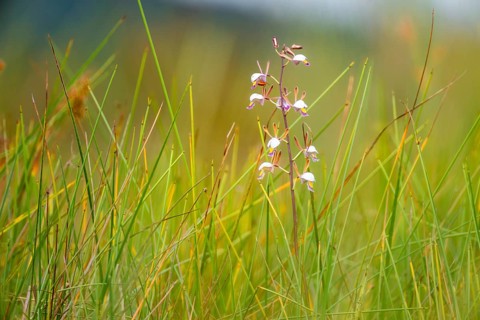 Orchid (Eulophia angolensis Rchb.f. Summerh.) in Mabamba Swamp, Lake Victoria, Uganda