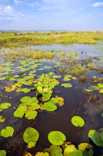 Water lilies (Nymphaeaceae), landscape at Mabamba Swamp, Lake Victoria, Uganda