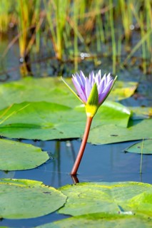Flower of a water lily (Nymphaeaceae), Mabamba Swamp, Lake Victoria, Uganda