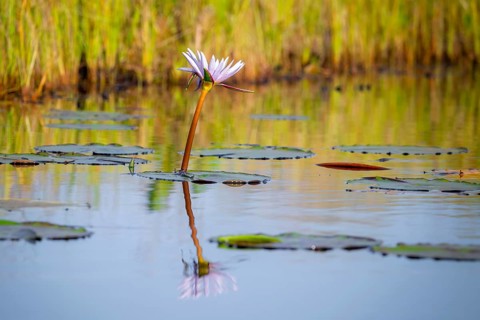 Flower of a water lily (Nymphaeaceae), Mabamba Swamp, Lake Victoria, Uganda