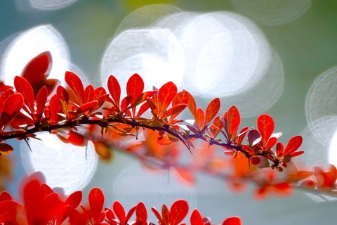 Barberry, autumn, Germany