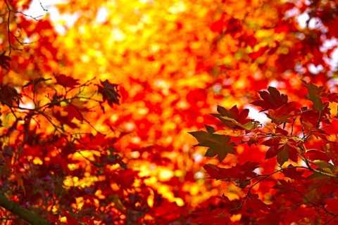Golden October, autumn leaves, Germany