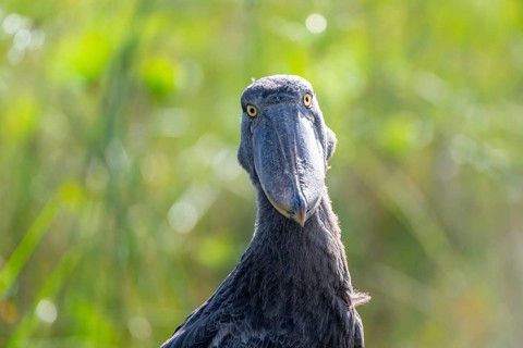 Funny animal portrait, shoebill (Balaeniceps rex) in the swamps of Mabamba, Lake Victoria, Uganda