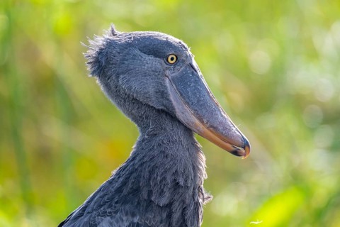 Shoebill (Balaeniceps rex) in the swamps of Mabamba, Lake Victoria, Uganda