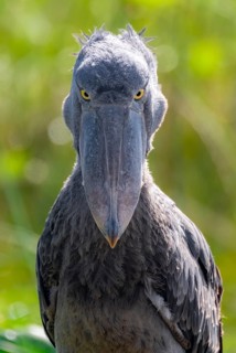 Serious animal portrait, shoebill (Balaeniceps rex) in the swamps of Mabamba, Lake Victoria, Uganda