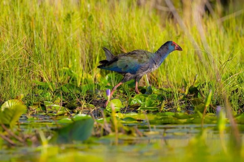 Emerald partridge (Porphyrio madagascariensis), walking on water lily pads, foraging, Mabamba
