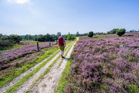 Hiker on a path through flowering heathland, heather and juniper bushes, Lüneburg Heath nature