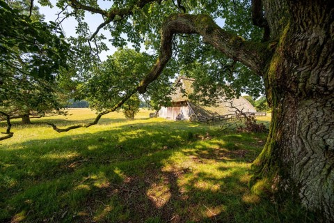 Old oak tree and historic sheepfold, Wilsede, Lüneburg Heath nature reserve, Lower Saxony, Germany