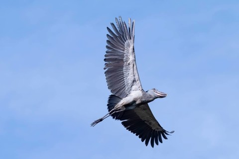 Shoebill (Balaeniceps rex) in flight, bird in the sky, Mabamba, Lake Victoria, Uganda