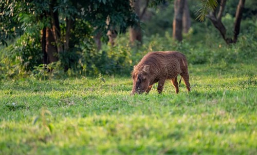 Warthog (Phacochoerus Africanus), Ziwa Rhino Sanctuary, Uganda