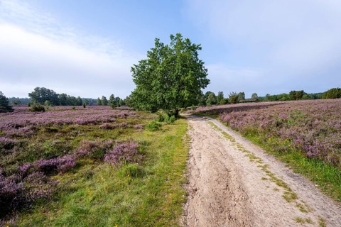 Path through purple flowering heath, heather and juniper bushes, Lüneburg Heath nature reserve,
