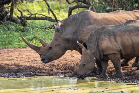 Two animals at a waterhole, Southern white rhinoceros (Ceratotherium simum simum), Ziwa Rhino