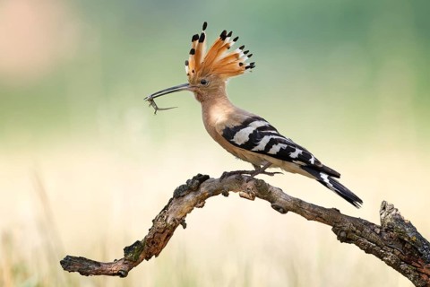 Hoopoe (Upupa epops) Bird of the Year 2022, male, female, erect canopy, sunrise, interaction,