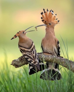 Hoopoe (Upupa epops) Bird of the Year 2022, male with food, prey, foraging, raised bonnet, sunrise,