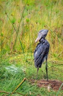 Shoebill (Balaeniceps rex), young bird standing in nest, Mabamba Swamp, Lake Victoria, Uganda