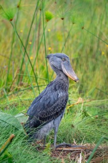 Shoebill (Balaeniceps rex), young bird kneeling in nest, Mabamba Swamp, Lake Victoria, Uganda