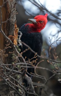 Magellanic Woodpecker (Campephilus magellanicus) male, Patagonia, South America