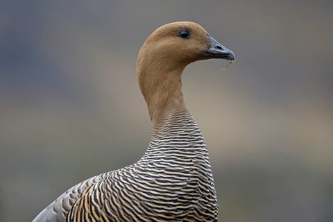 Magellanic goose (Chloephaga picta) female, Patagonia, South America