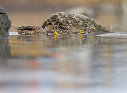 Andean duck (Anas flavirostris), Torres del Paine National Park, Patagonia, Chile, South America