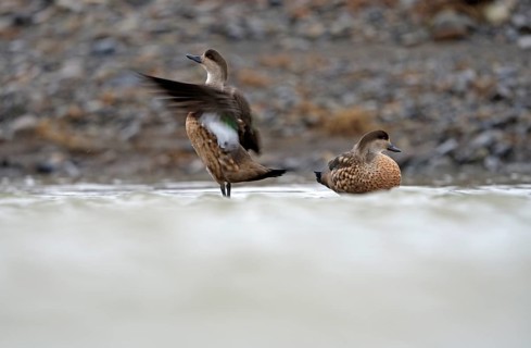 Crested Duck (Lophonetta specularioides) Torres del Paine National Park, Patagonia, Chile, South