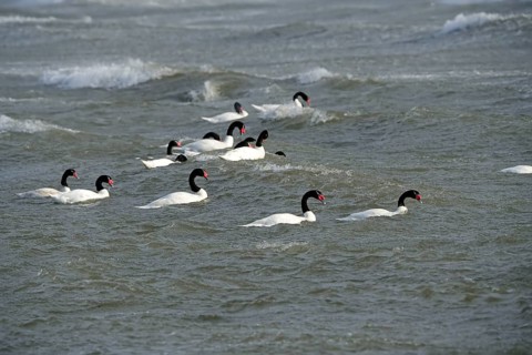 Black-necked swans (Cygnus melancoryphus), Patagonia, Chile, South America