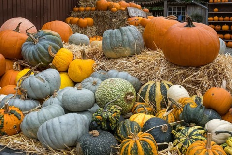 A colourful collection of pumpkins on straw bales, autumn atmosphere and rural scene, Münsterland,