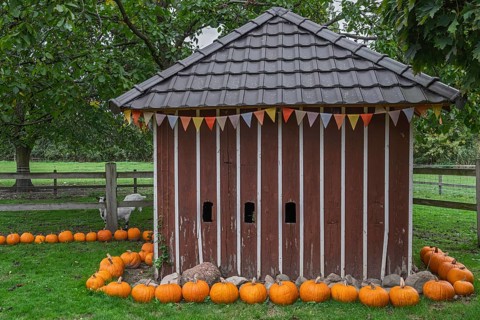 Small wooden building surrounded by pumpkins as decoration in a garden, Münsterland, North
