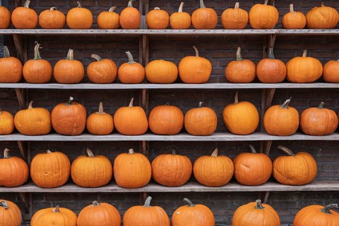 Shelf with Halloween pumpkins, Münsterland, North Rhine-Westphalia, Germany