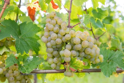 Large bunch of green grapes on the vine with fresh leaves, Riesling variety, Baden-Württemberg,
