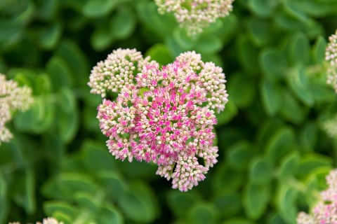 Close-up of pink flowers with green leaves in the background, stonecrop (Sedum) variety,