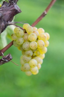 Close-up of green grapes on a vine with a green background, Riesling variety, Baden-Württemberg,