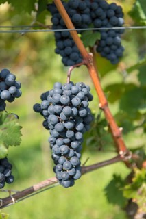Dark grapes on the vine with green background and sunlight, Baden-Württemberg, Germany