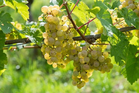 Several bunches of green grapes on a vine in the sun, Riesling variety, Baden-Württemberg, Germany