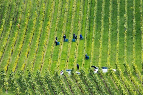 Workers harvesting in orderly rows of vines on a green slope, Baden-Württemberg, Germany