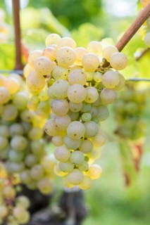 Green grapes on the vine in detail with blurred background, Riesling variety, Baden-Württemberg,