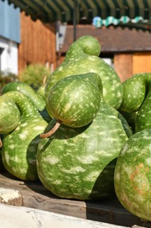Green Kalebasse 'Speckled Swan' gooseneck gourd