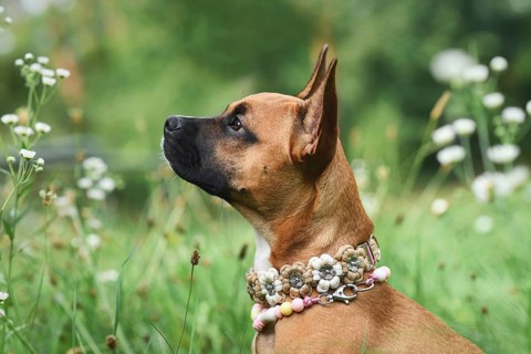 Brown mixed breed dog wearing flower paracord collar on meadow