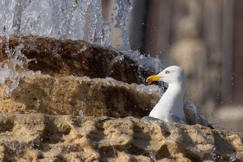 Yellow-legged gull (Larus michahellis) adult bird bathing in a water fountain in the city, Rome,