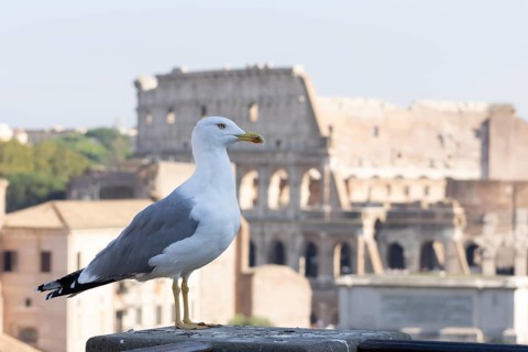 Yellow-legged gull (Larus michahellis) adult bird on an ancient city building with The Colosseum in